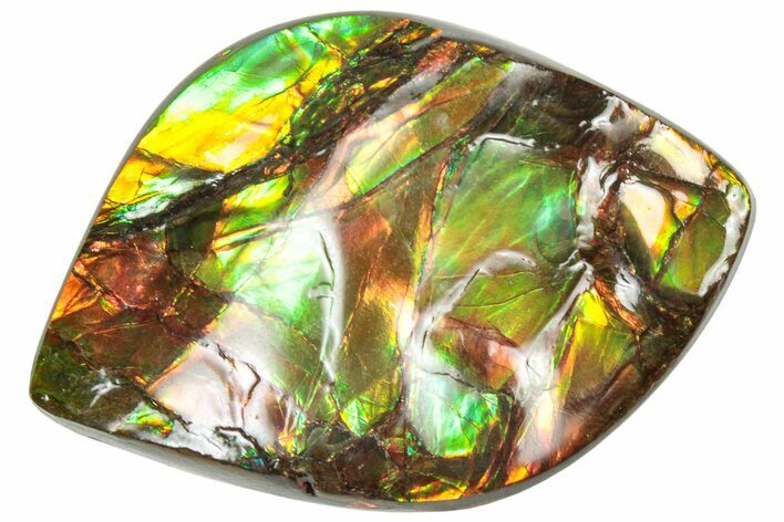 Iridescent Ammolite (Fossil Ammonite Shell) - Orange/Green #310325